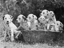 Postchaise Pluto One of Mrs Rowberry's Bitches with Her Puppies in a Basket-Thomas Fall-Photographic Print