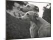 Premium Photographic Print