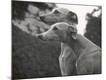 Premium Photographic Print