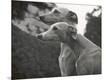 Photographic Print