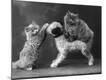 Photographic Print