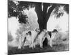 Photographic Print