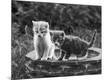 Photographic Print