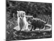Photographic Print