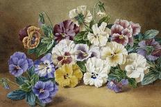 Pansies-Thomas Frederick Collier-Framed Premier Image Canvas
