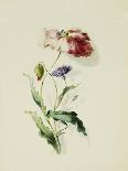 A Scarlet Poppy and a Cornflower-Thomas Holland-Giclee Print