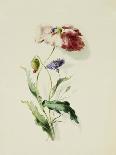 A Scarlet Poppy and a Cornflower-Thomas Holland-Giclee Print