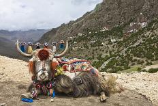 Yak in Drak Yerpa, Tibet, China, Asia-Thomas L-Framed Photographic Print