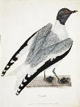 Xeme, Illustration from 'A Voyage of Discovery...', 1819-Thomas Lewin-Giclee Print