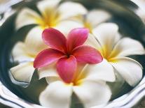 Frangipani Flowers in Bowl of Water-Thomas M. Barwick-Framed Photographic Print