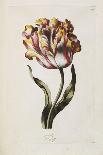 Tulip-Thomas Parkinson-Giclee Print