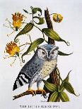 Little Horned Owl, from 'Indian Zoology', Published 1790-Thomas Pennant-Giclee Print