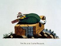 The Black Cap'D Pigeon, from 'Indian Zoology', Published 1790-Thomas Pennant-Framed Giclee Print