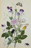Galica Rose and Perennial Sweet Pea, Weevil, a Beetle and Butterflies-Thomas Robins Jr-Giclee Print