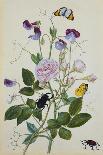 Milkweed, Poppy and Hibiscus with Butterflies and a Beetle-Thomas Robins Jr-Framed Giclee Print