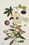 Milkweed, Poppy and Hibiscus with Butterflies and a Beetle-Thomas Robins Jr-Mounted Giclee Print