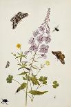 Milkweed, Poppy and Hibiscus with Butterflies and a Beetle-Thomas Robins Jr-Giclee Print