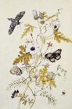 Milkweed, Poppy and Hibiscus with Butterflies and a Beetle-Thomas Robins Jr-Mounted Giclee Print