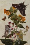 Milkweed, Poppy and Hibiscus with Butterflies and a Beetle-Thomas Robins Jr-Mounted Giclee Print