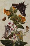 Rosebay Willowherb and Buttercups with Butterflies-Thomas Robins Jr-Giclee Print