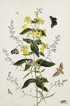 Galica Rose and Perennial Sweet Pea, Weevil, a Beetle and Butterflies-Thomas Robins Jr-Giclee Print