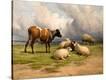 Stretched Canvas Print