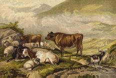 A Cow and Five Sheep, 1887-Thomas Sidney Cooper-Giclee Print