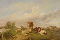A Cow and Five Sheep, 1887-Thomas Sidney Cooper-Giclee Print