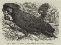 Great Black Cockatoo in the Zoological Society's Gardens-Thomas W. Wood-Giclee Print