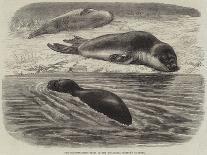The Bladder-Nosed Seals in the Zoological Society's Gardens-Thomas W. Wood-Framed Giclee Print