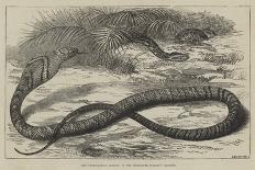 The Snake-Eating Serpent in the Zoological Society's Gardens-Thomas W. Wood-Giclee Print