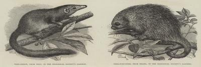 New Arrivals at the Zoological Society's Gardens-Thomas W. Wood-Giclee Print