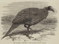 The Vulturine Guinea-Fowl in the Zoological Society's Gardens-Thomas W. Wood-Giclee Print