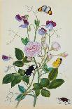 Galica Rose and Perennial Sweet Pea, Weevil, a Beetle and Butterflies-Thomas Waterman Wood-Framed Giclee Print