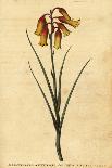 Gilliflower Shrub of New South Wales. ,1800 (Engraving)-Thomas Watling-Giclee Print