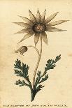Flannel Flower, Actinotus Helianthi. ,1800 (Engraving)-Thomas Watling-Framed Giclee Print