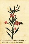 Gilliflower Shrub of New South Wales. ,1800 (Engraving)-Thomas Watling-Framed Giclee Print