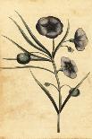 Potatoe-Apple Flower of New South Wales, Australia. ,1800 (Engraving)-Thomas Watling-Giclee Print