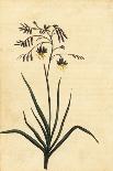 Gilliflower Shrub of New South Wales. ,1800 (Engraving)-Thomas Watling-Giclee Print