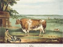 A Short Horned Bull, Patriot, Engraved by William Ward, Shrewsbury, 1810-Thomas Weaver-Giclee Print