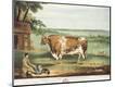 Giclee Print
