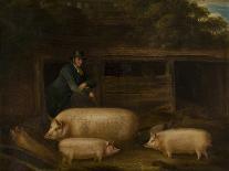 Harry Green, Pigman, with his Pigs in a Sty-Thomas Weaver-Giclee Print