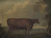 A Short Horned Bull, Patriot, Engraved by William Ward, Shrewsbury, 1810-Thomas Weaver-Framed Giclee Print