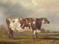 A Short Horned Bull, Patriot, Engraved by William Ward, Shrewsbury, 1810-Thomas Weaver-Premier Image Canvas