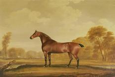 Horse with Side Saddle-Thomas Weaver-Giclee Print