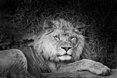 Portrait of a lion (Panthera leo) relaxing in a forest, California, USA-Thomas Winz-Photographic Print