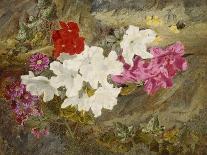 Rhododendrons with Bumble-Bee on an Ivy-Clad Ledge-Thomas Worsey-Giclee Print