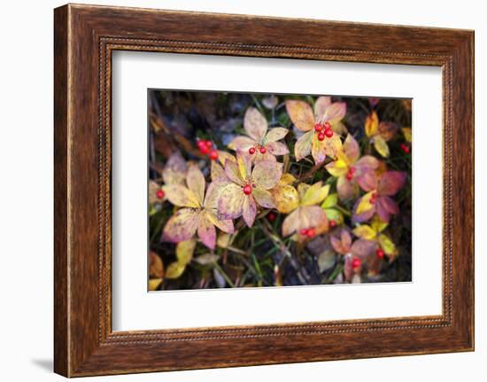 Thompson Pass, Autumn Color, Bunchberry Flora, Alaska, USA-Terry Eggers-Framed Photographic Print