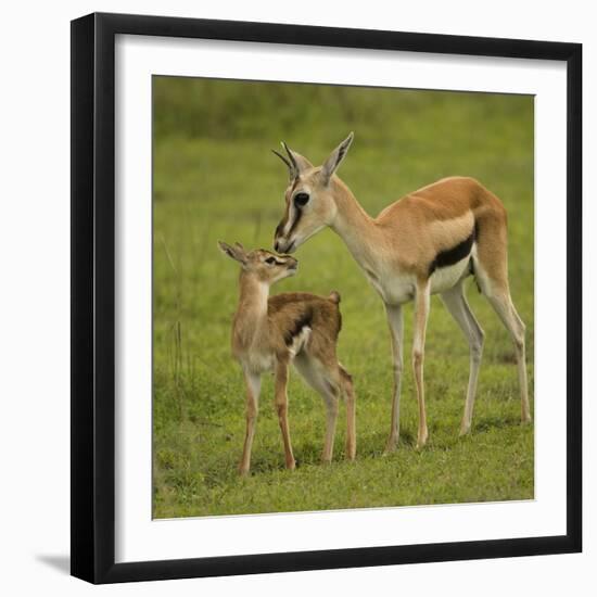 Thompson's Gazelle with Young-Joe McDonald-Framed Photographic Print