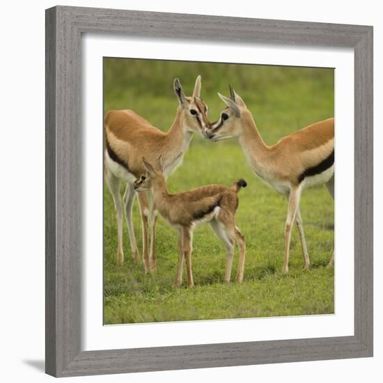 Thompson's Gazelle with Young-Joe McDonald-Framed Photographic Print